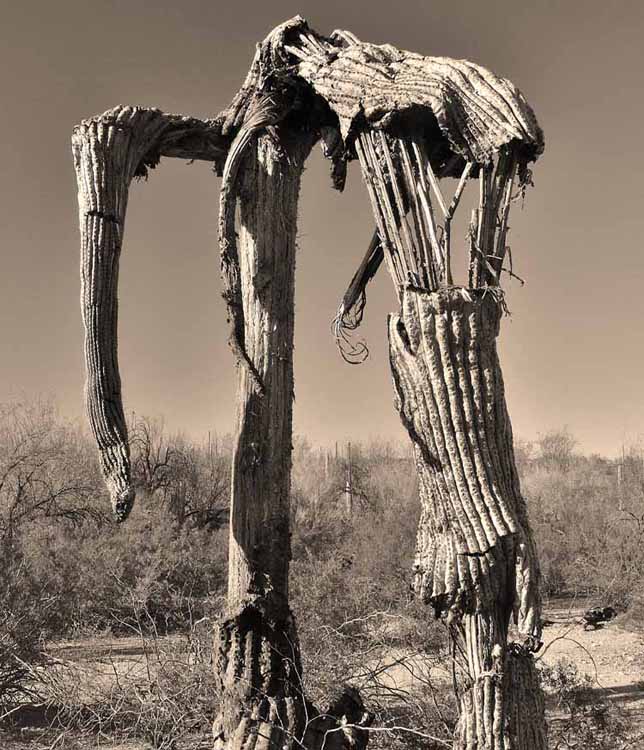 saguaro skeleton